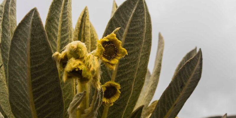 plantas-absorben-humedad-foto
